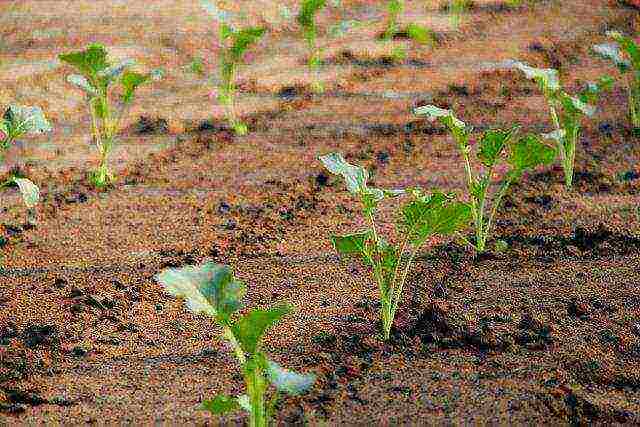 how to properly grow cauliflower outdoors