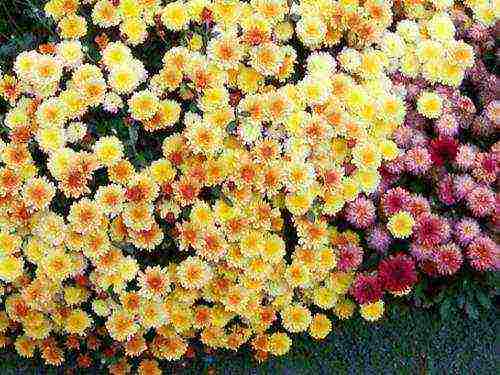 how to properly grow chrysanthemums outdoors