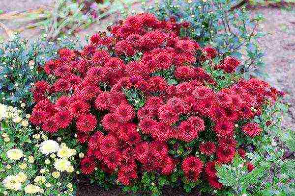 how to properly grow chrysanthemums outdoors