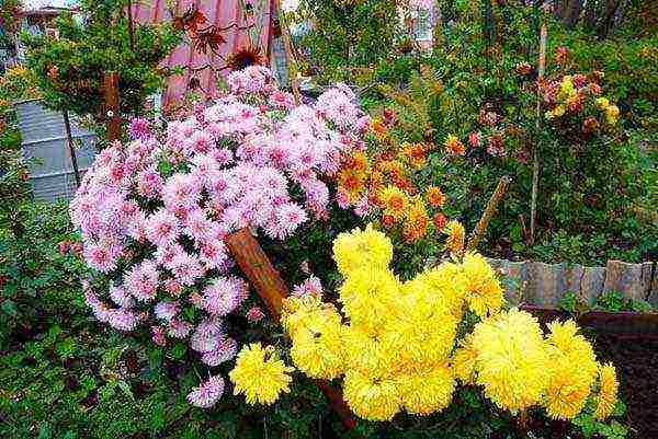 how to properly grow chrysanthemums outdoors