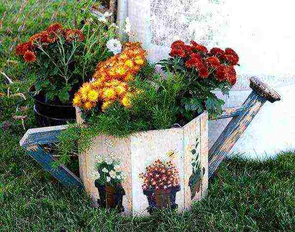 how to properly grow chrysanthemums outdoors