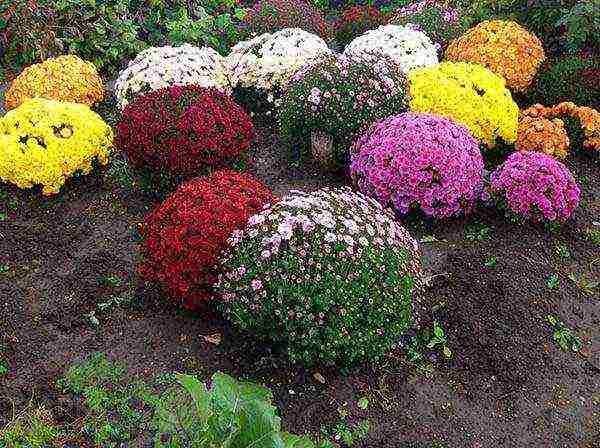 how to properly grow chrysanthemums outdoors