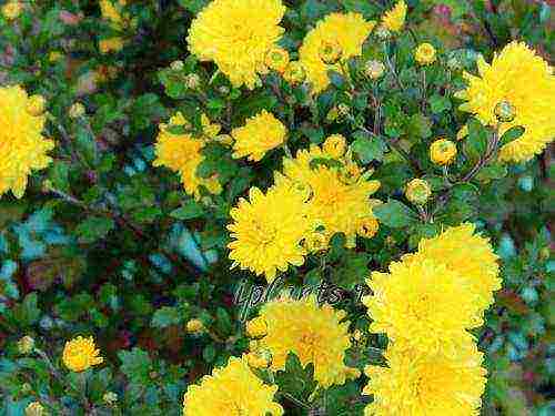 how to properly grow chrysanthemums outdoors