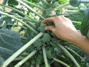 how to properly grow Brussels sprouts