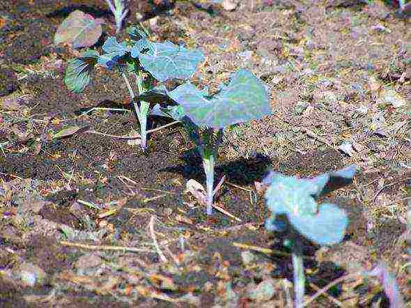 kung paano maayos na mapalago ang mga sprouts ng Brussels