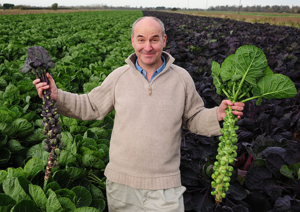 how to properly grow Brussels sprouts