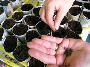 how to properly grow Brussels sprouts