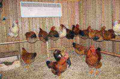 how to properly raise laying hens at home