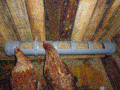 how to properly raise laying hens at home