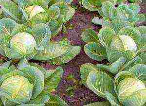 how to properly grow young early cabbage