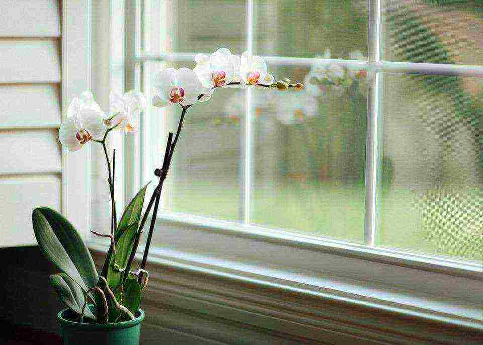 how to properly grow an orchid at home so that it blooms beautifully