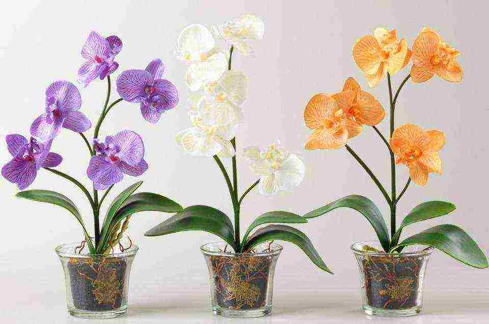 how to properly grow an orchid at home so that it blooms beautifully