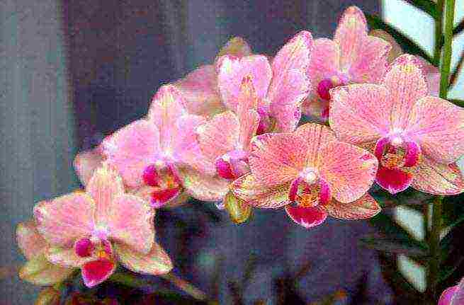 how to properly grow an orchid at home so that it blooms beautifully