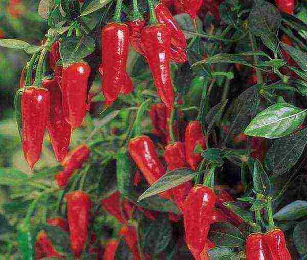 how to properly grow hot peppers at home