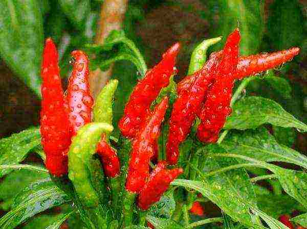 how to properly grow hot peppers at home