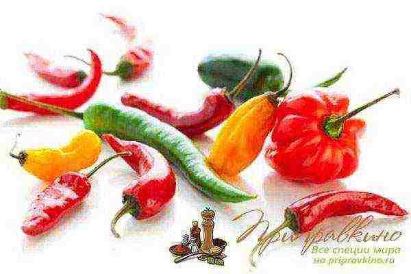 how to properly grow hot peppers at home