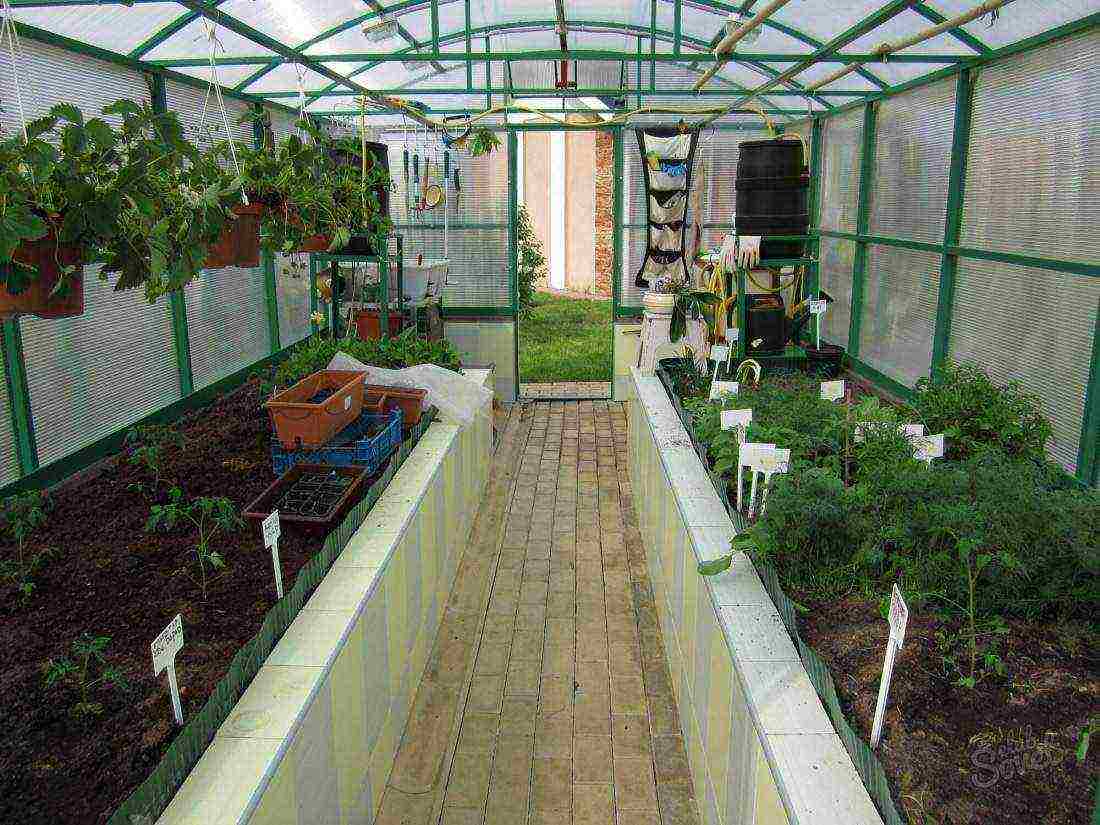 how to properly grow vegetables in a polycarbonate greenhouse