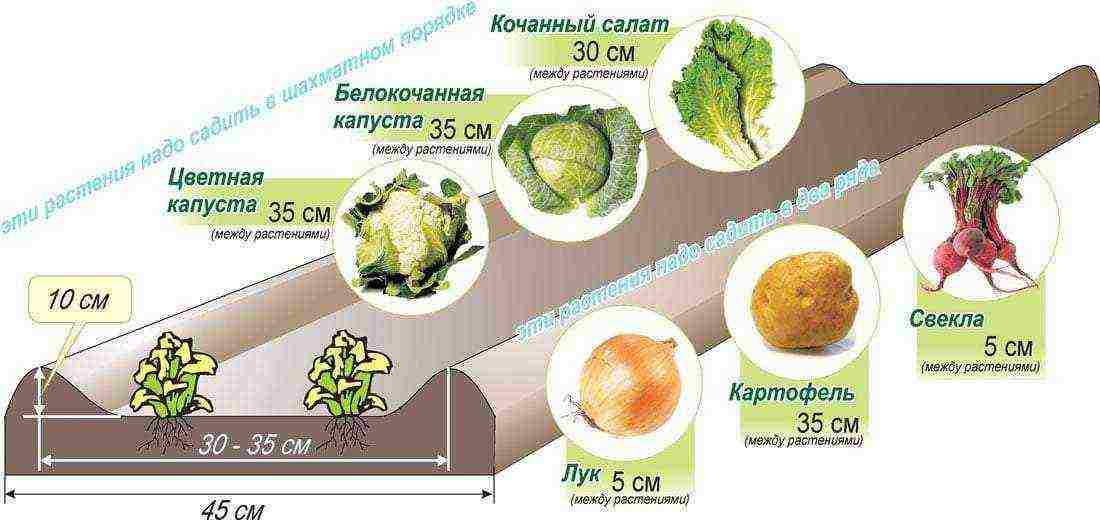 how to properly grow vegetables in a polycarbonate greenhouse