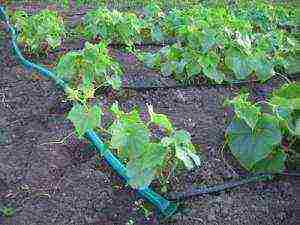 how to properly grow vegetables in a polycarbonate greenhouse