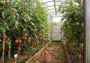 how to properly grow vegetables in a polycarbonate greenhouse