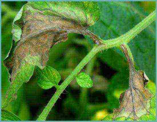 how to properly grow tomatoes in a polycarbonate greenhouse