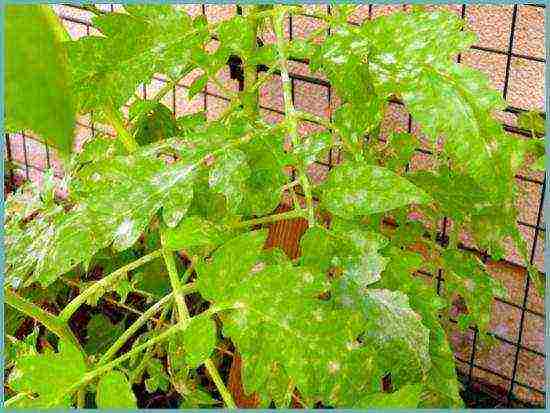 how to properly grow tomatoes in a polycarbonate greenhouse