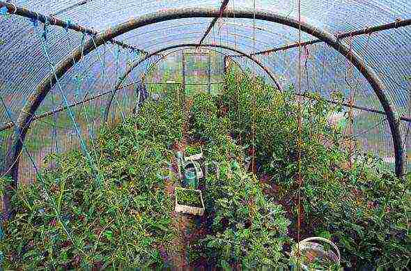 how to properly grow tomatoes in a polycarbonate greenhouse