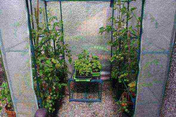 how to properly grow tomatoes in a polycarbonate greenhouse