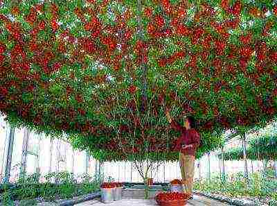 how to properly grow tomatoes in a polycarbonate greenhouse