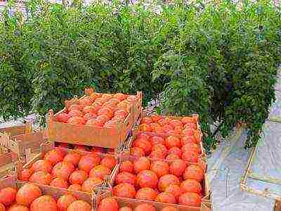 kung paano maayos na mapalago ang mga kamatis sa isang polycarbonate greenhouse