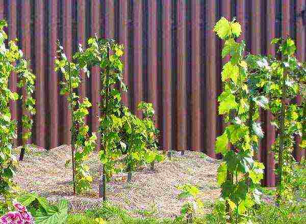 how to properly grow grapes in the Nizhny Novgorod region