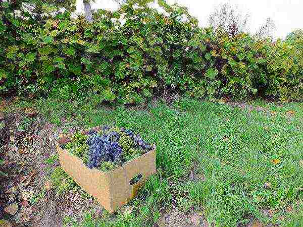 how to properly grow grapes in the Nizhny Novgorod region