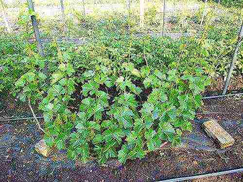 how to properly grow grapes in the Nizhny Novgorod region