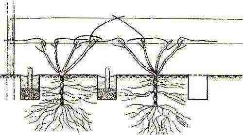 how to properly grow grapes in central Russia