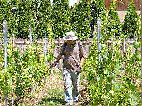 how to properly grow grapes in central Russia