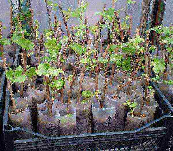 how to properly grow grapes in central Russia