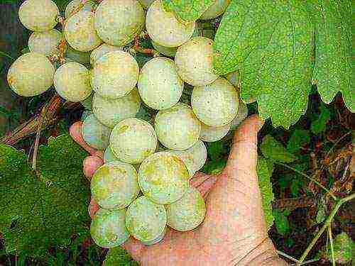 how to properly grow grapes in central Russia