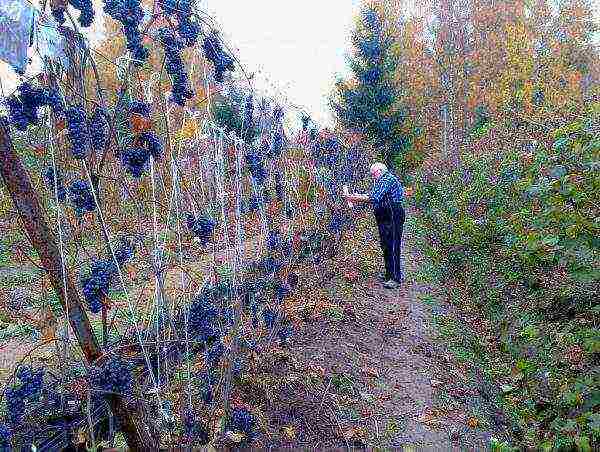 how to properly grow grapes in central Russia