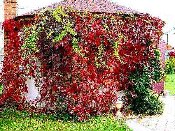 how to properly grow grapes in central Russia