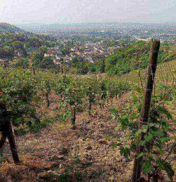 how to properly grow grapes in central Russia