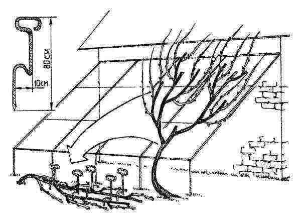 how to properly grow grapes in central Russia