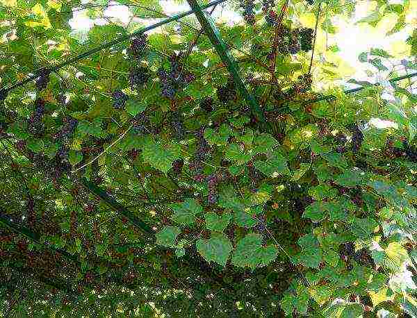 how to properly grow grapes in central Russia