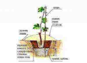 วิธีการปลูกองุ่นอย่างถูกต้องในรัสเซียตอนกลาง