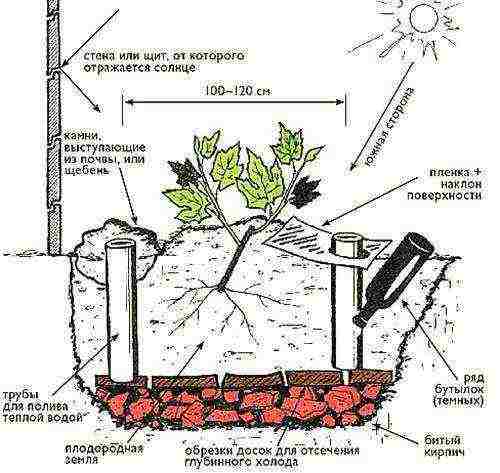 how to properly grow grapes in central Russia