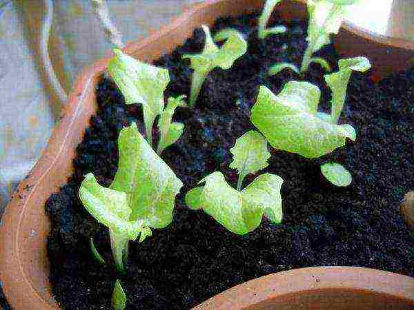 how to properly grow greens at home in winter