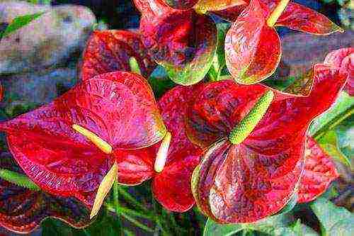 how to grow anthurium at home