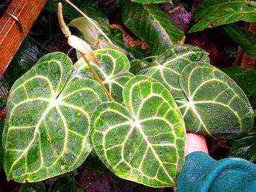 kung paano mapalago ang anthurium sa bahay