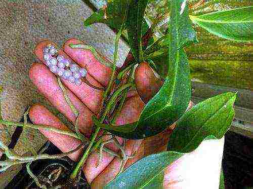 kung paano mapalago ang anthurium sa bahay