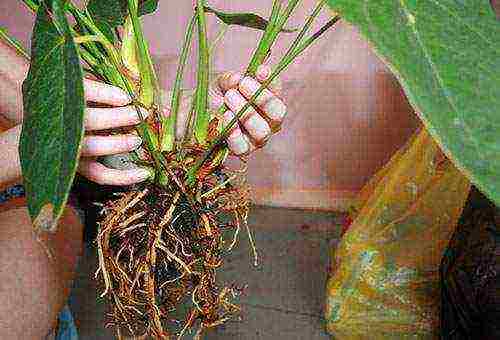 kung paano mapalago ang anthurium sa bahay