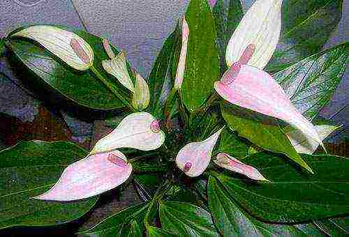 how to grow anthurium at home